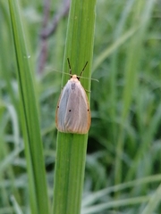 Cybosia