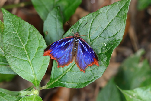 Orsis bluewing photo 4