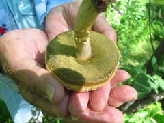 Caloboletus inedulis