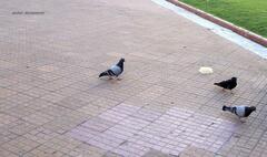 Columba livia