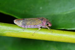 Oncometopia facialis