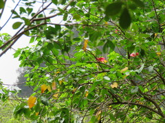 Thespesia grandiflora