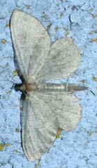 Philereme vetulata
