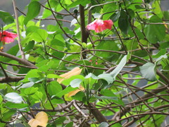 Thespesia grandiflora