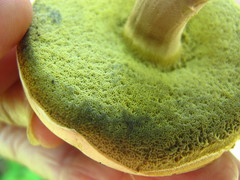 Caloboletus inedulis