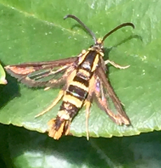 Synanthedon bibionipennis