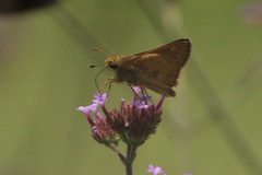 Atalopedes campestris huron