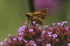 Atalopedes campestris huron
