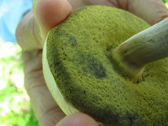 Caloboletus inedulis