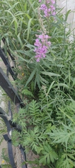Chamaenerion angustifolium