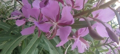 Chamaenerion angustifolium