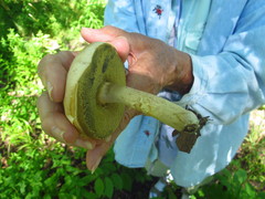 Caloboletus inedulis