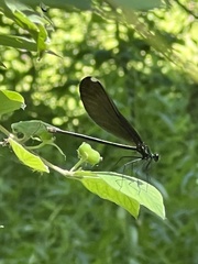 Calopteryx maculata