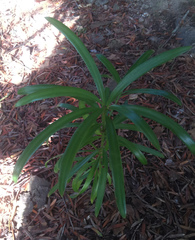 Podocarpus macrophyllus macrophyllus