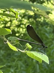 Calopteryx maculata
