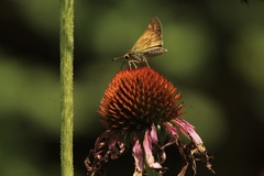 Atalopedes campestris huron