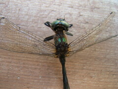 Somatochlora walshii