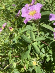 Rosa woodsii