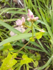 Persicaria senticosa