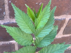 Ulmus