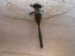 Somatochlora walshii