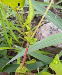 Persicaria senticosa