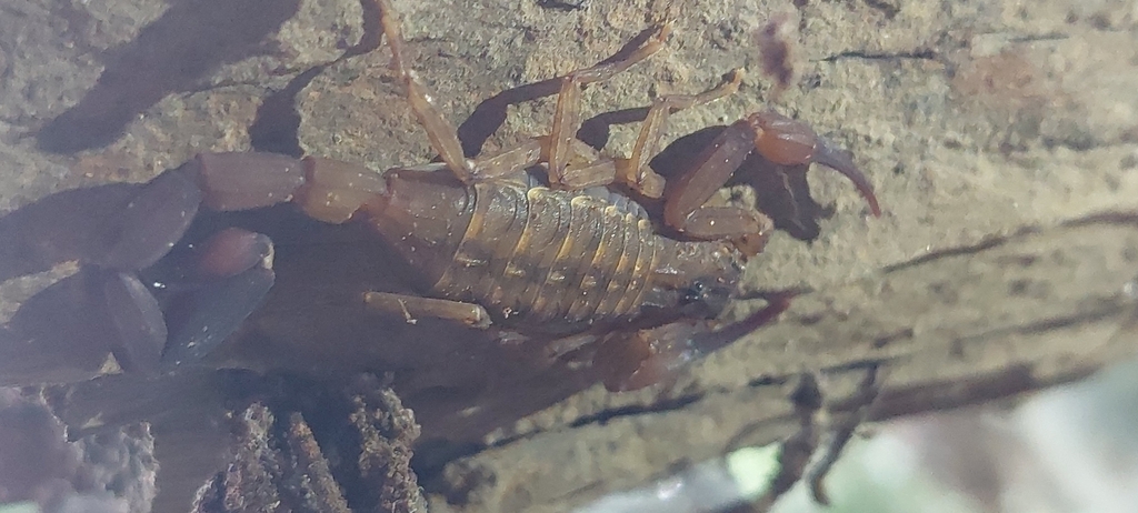 Tityus potameis
