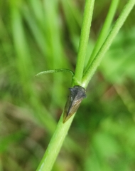 Centrotus