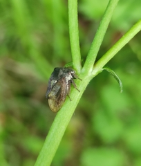 Centrotus
