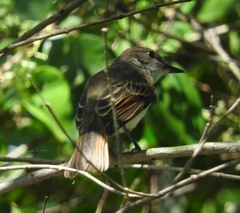 Myiarchus antillarum