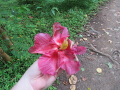 Thespesia grandiflora