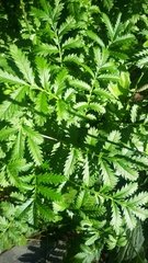 Argentina anserina