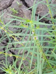 Ammannia robusta
