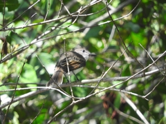 Myiarchus antillarum