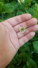 Trifolium repens