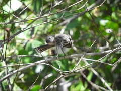 Myiarchus antillarum