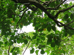 Thespesia grandiflora