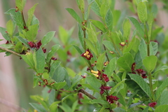 Lonicera involucrata involucrata