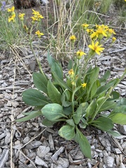Senecio wootonii