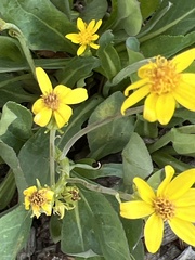 Senecio wootonii