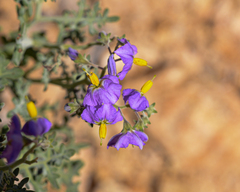 Solanum remyanum