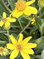 Senecio wootonii