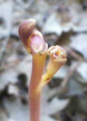 Bletia nitida