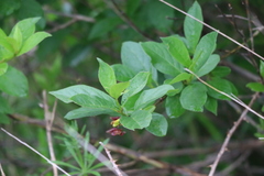 Lonicera involucrata involucrata