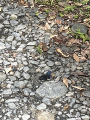 Dichorragia nesimachus formosanus