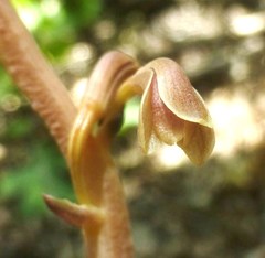 Bletia nitida