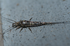 Lepismachilis notata