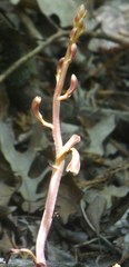 Bletia nitida