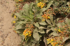Solidago spathulata