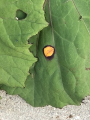 Puccinia poarum